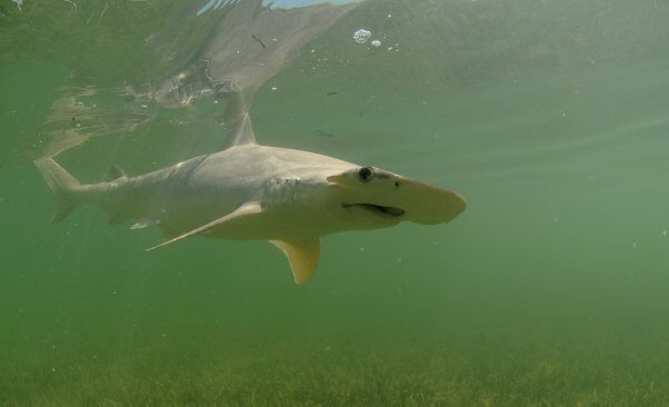 bonnethead shark