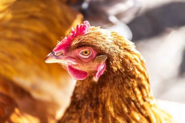 Close-up of brown hen with blurry background