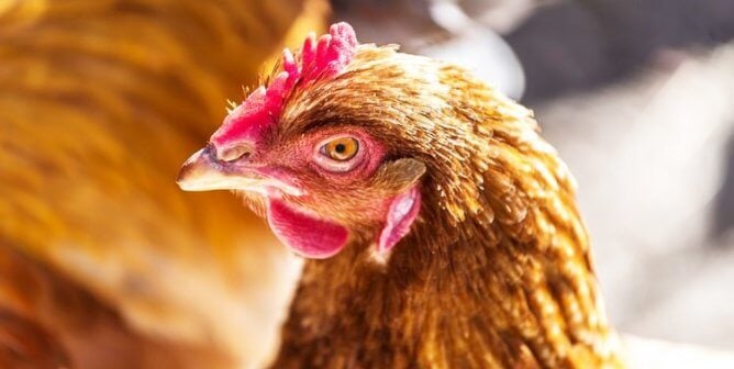 Close-up of brown hen with blurry background