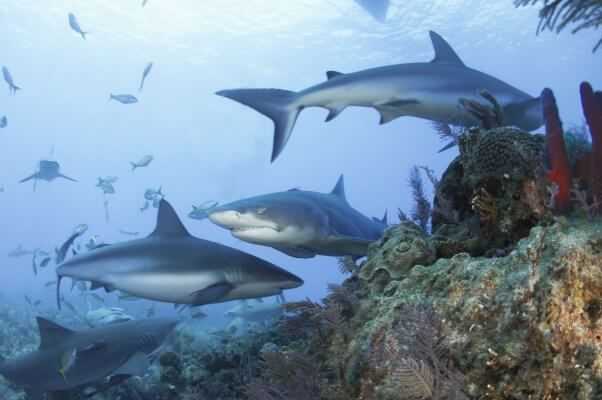 Caribbean reef sharks