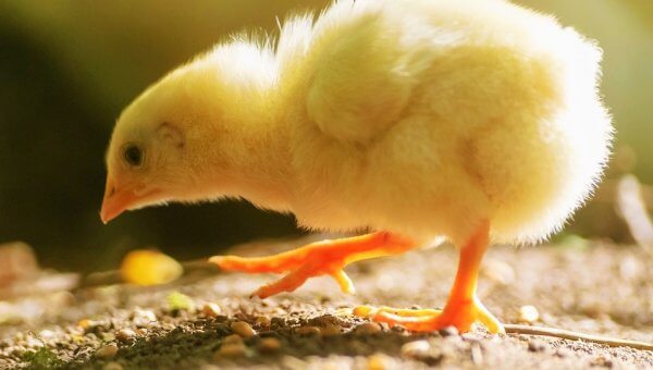 Chick walks on gravel