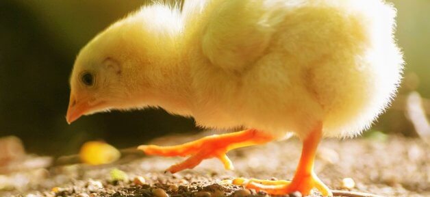 Chick walks on gravel