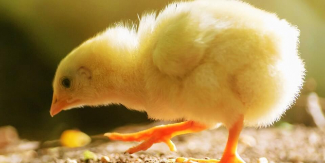 Outraged Over Chicks Dying in the Mail? We Understand—Join Us to Stop It!