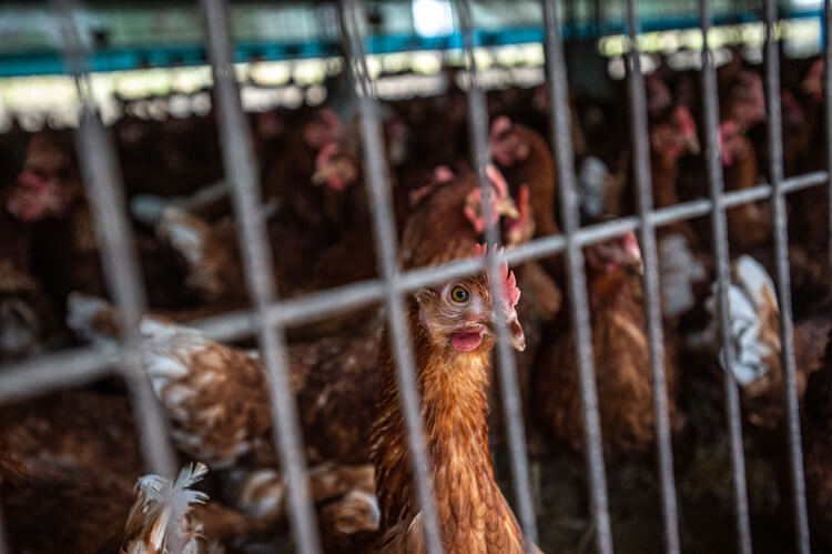 Chickens Used for Eggs Floor Raised