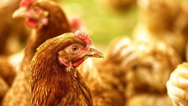 Hen looks at camera surrounded by other hens