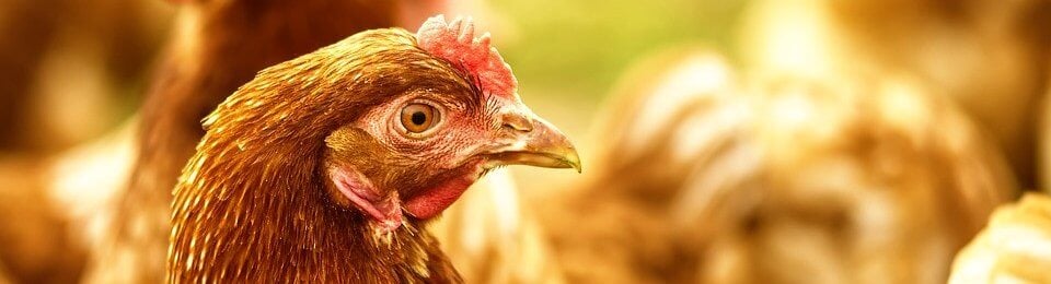 Hen looks at camera surrounded by other hens