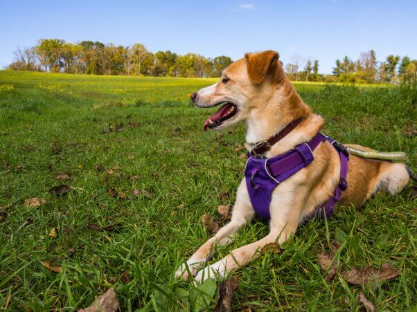 Cute happy dog wearing blue harness
