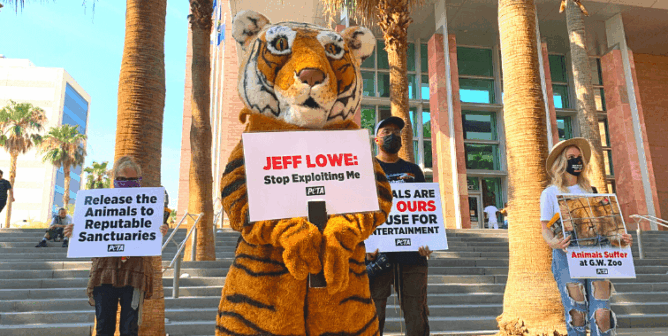 Jeff Lowe's Legal Woes Prompt 'Tiger' to Roar Outside Courthouse