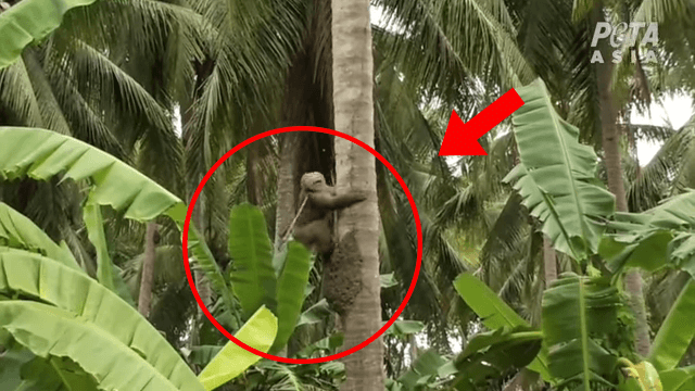Farmer yanks monkey by neck on coconut farm