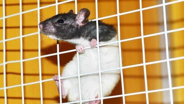 SPEAK UP NOW: Public Comments Needed on Cruel Animal Tests in Taiwan