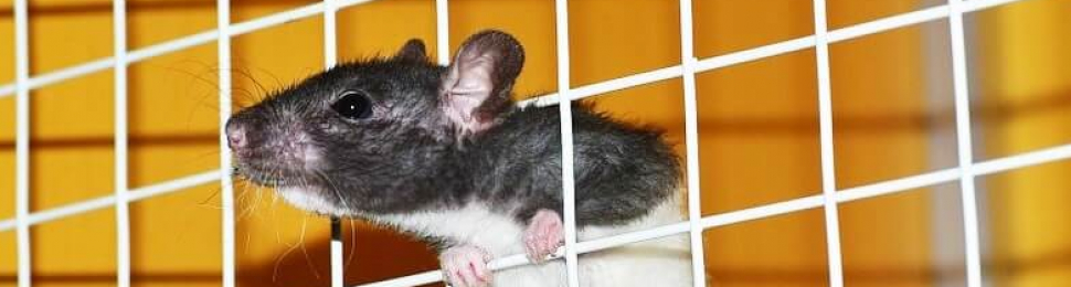 Rat in laboratory cage with orange background