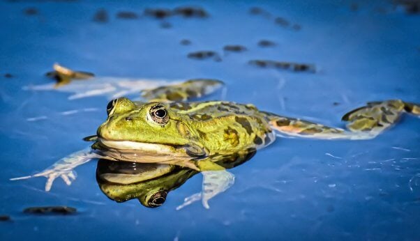 Green spotted frog swims in a bright blue pond