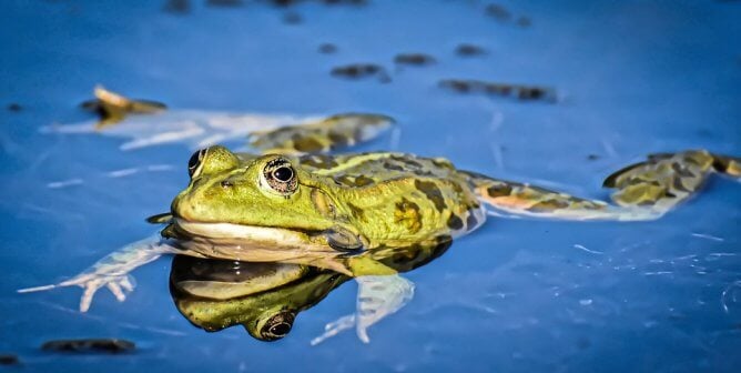 Green spotted frog swims in a bright blue pond