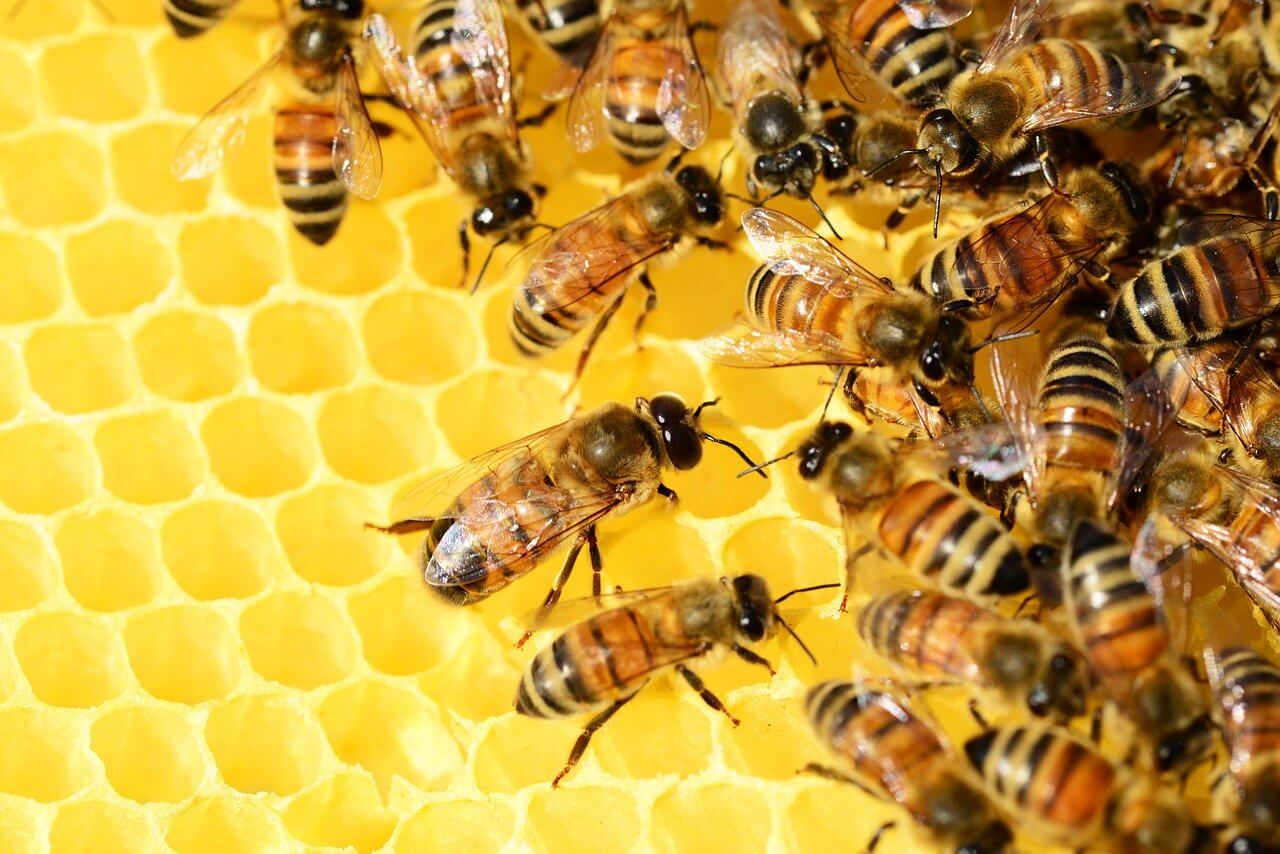 interesting bee facts bee hive honeycomb