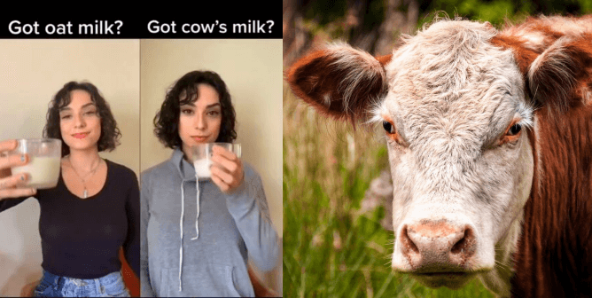 WATCH: PETA Wants to Know—Got Oat Milk?
