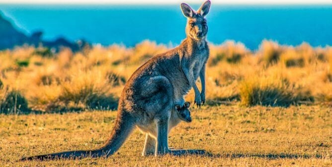 Kangaroo and joey in desert