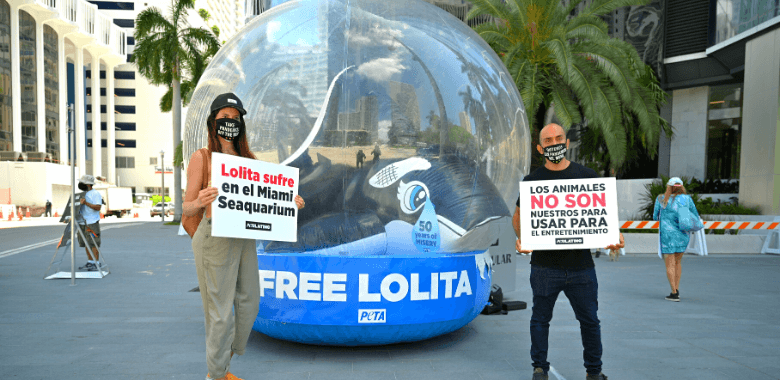 'Orca' in Fishbowl Shames 50th Anniversary of Lolita's Capture