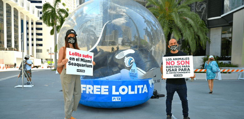 Miami Seaquarium to Send Lolita to Coastal Sanctuary 'Orca' in Fishbowl Shames 50th Anniversary of Lolita's Capture
