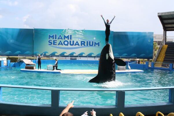 trainer stands on orca lolita's face at the Miami Seaquarium