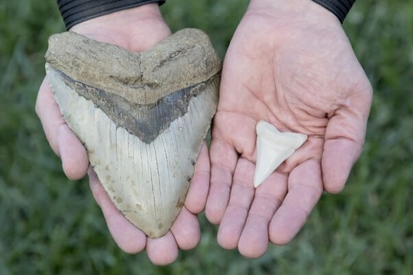 Megalodon tooth vs. great white shark tooth