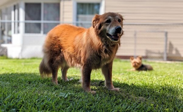 Rescued dog Mingo in her foster parent's yard