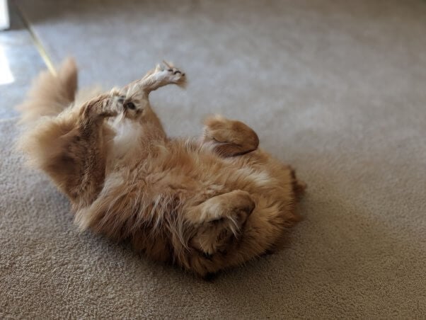 Happy rescued dog Mingo rolling on carpet