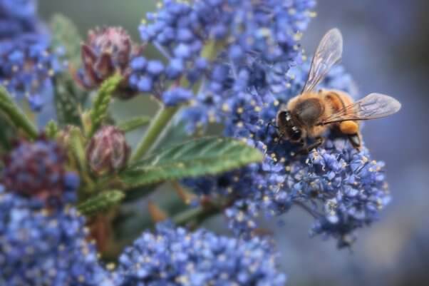 facts about bees, native bee species on purple blue flowers