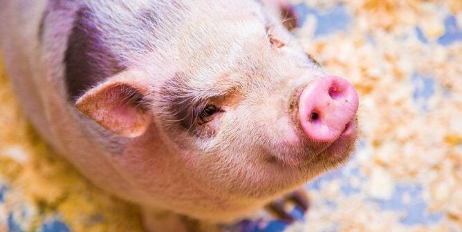 Victory! Court Strikes Down Iowa ‘Ag-Gag’ Law: Recording on Farms No Longer Banned