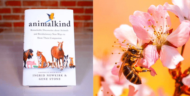 Animalkind and bee with cherry blossoms