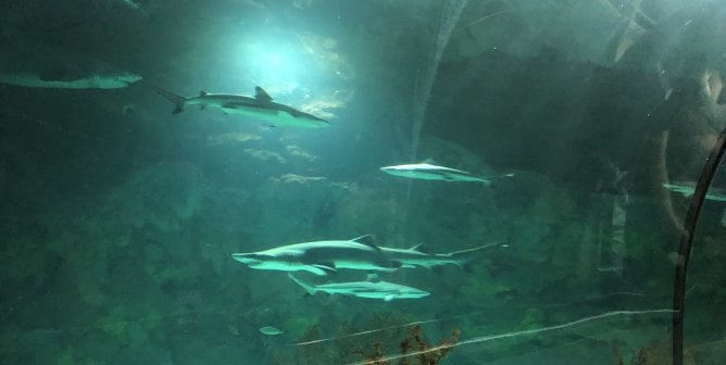 sharks at seaworld