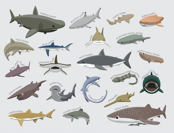 Are Sharks Fish or Mammals?