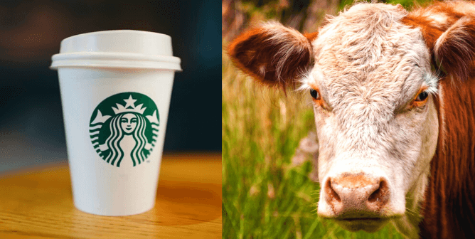 Urge Starbucks to Help Cows During the Coronavirus Crisis With 5 Easy Actions