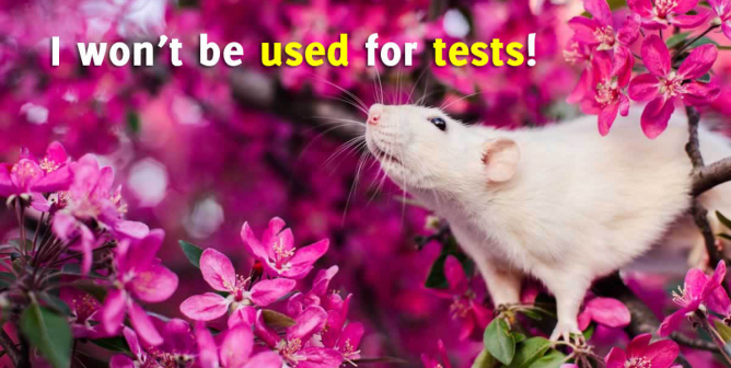 20 Times PETA Smashed Experiments and Saved Animals in 2020