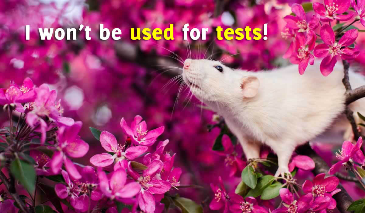 20 Ways 2020 Was REALLY Bad for Animal Experiments | PETA