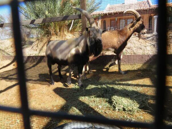 Thor, a goat, at The Camel Farm