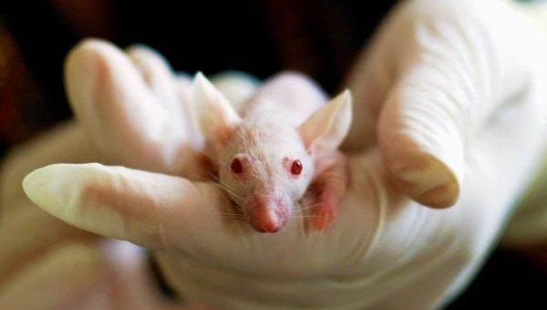 Small white mouse in gloved experimenter's hand