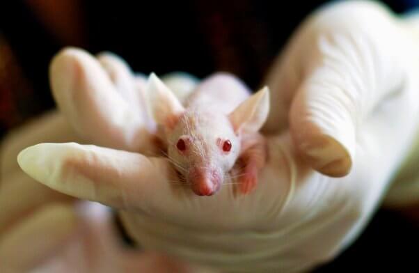 Small white mouse in gloved experimenter's hand