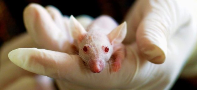 Small white mouse in gloved experimenter's hand