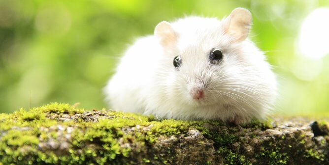 Tiny white hamster on a green branch