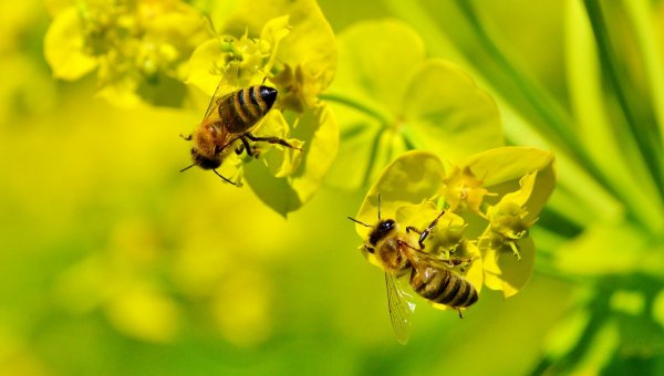 two bees on yellow flowers