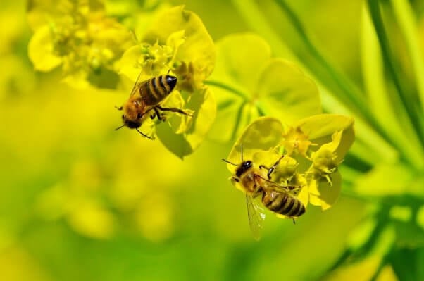 facts about bees two bees on yellow flowers