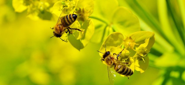 two bees on yellow flowers