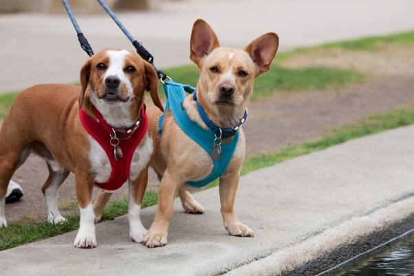 Two cute happy dogs wearing harnesses