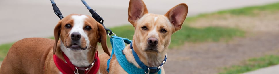 Two cute happy dogs wearing harnesses