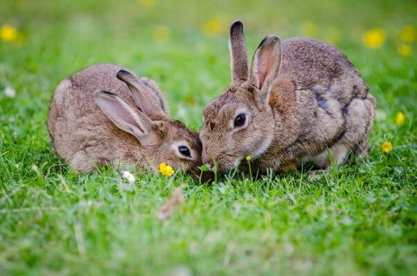 Two rabbit eat grass together