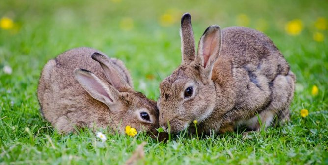 Two rabbit eat grass together