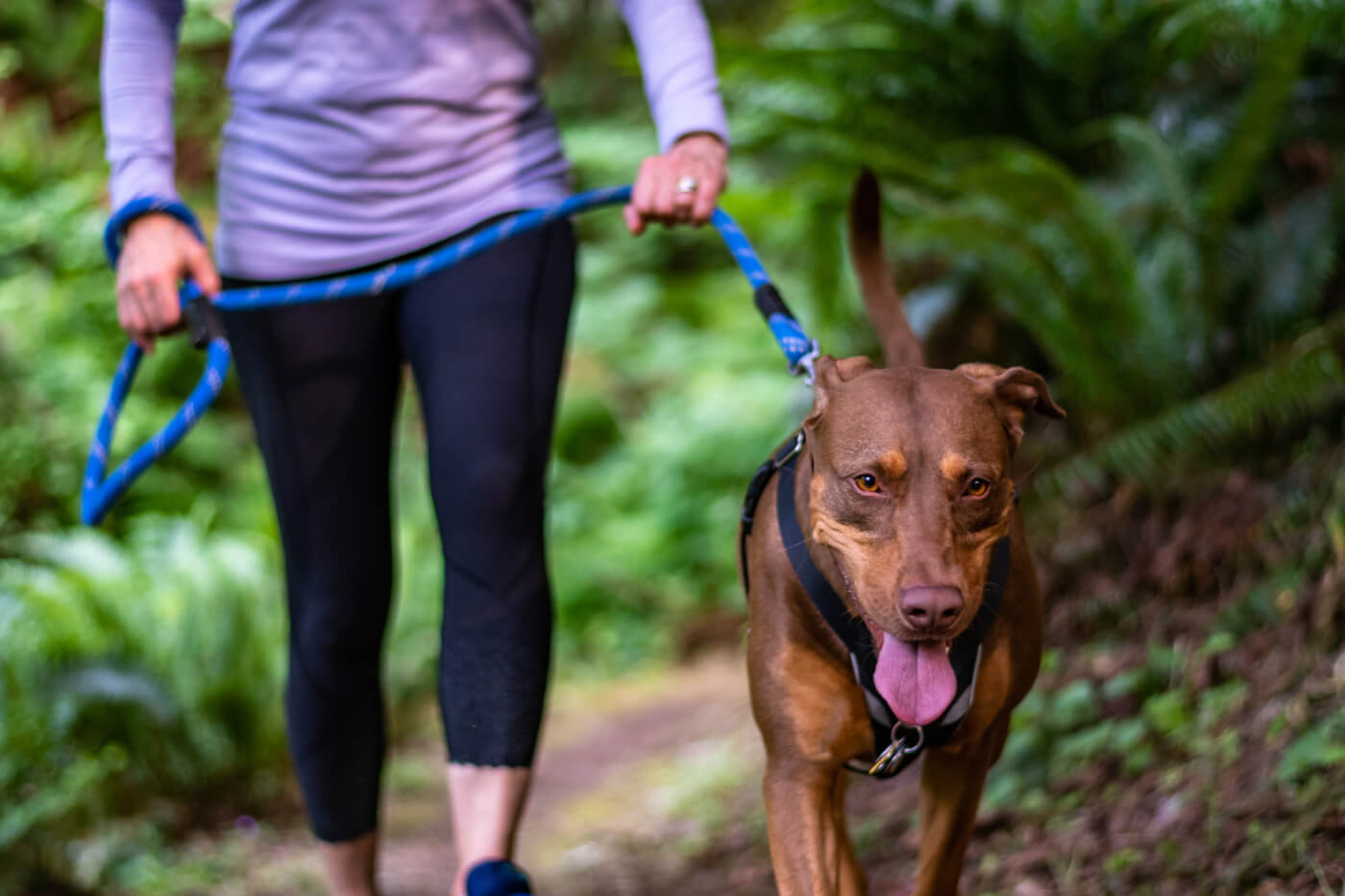 Woman walking outside with happy dog wearing black harness