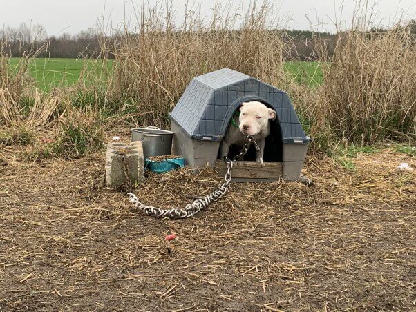 pitbull in plastic dog house with a very heavy looking metal chain