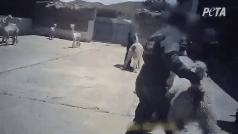 Video of a worker roughly grabbing an alpaca and throwing them