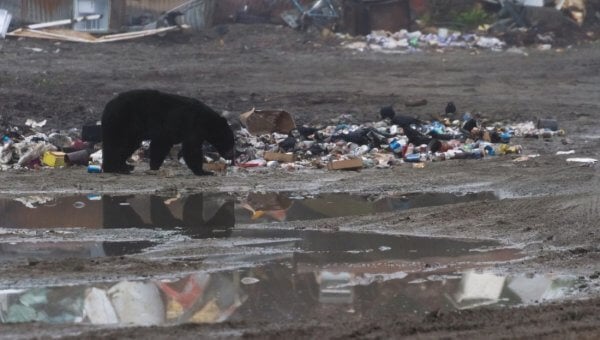 bear in garbage